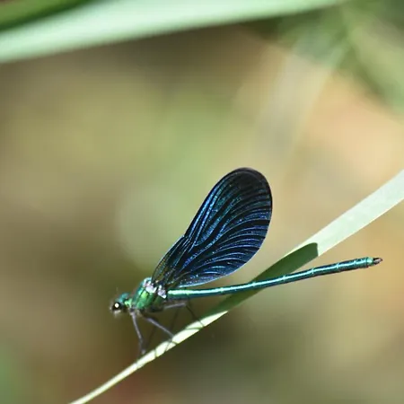 Moulin De L'hoste * Larzac