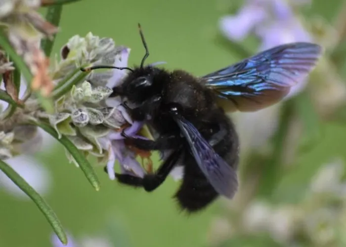 Prázdninový dům Moulin De L'hoste Larzac
