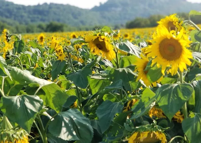 Moulin De L'hoste * Larzac