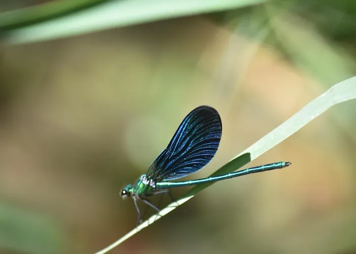 Moulin De L'hoste * Larzac